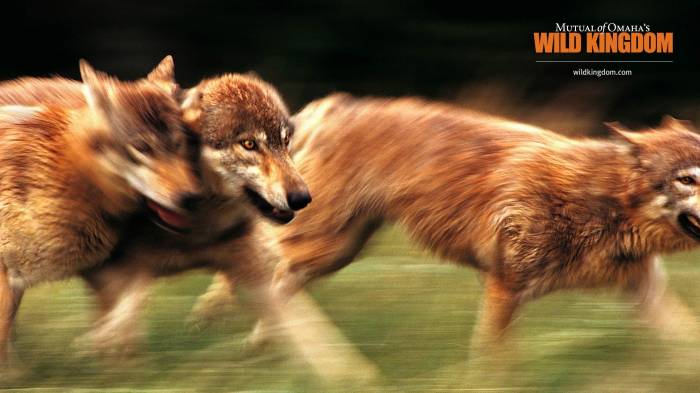 Широкоформатные обои Волки, Волки бегущие за добычей