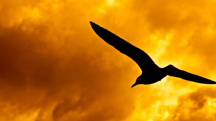 Широкоформатные обои Полет, Силуэт птицы на желтом фоне неба