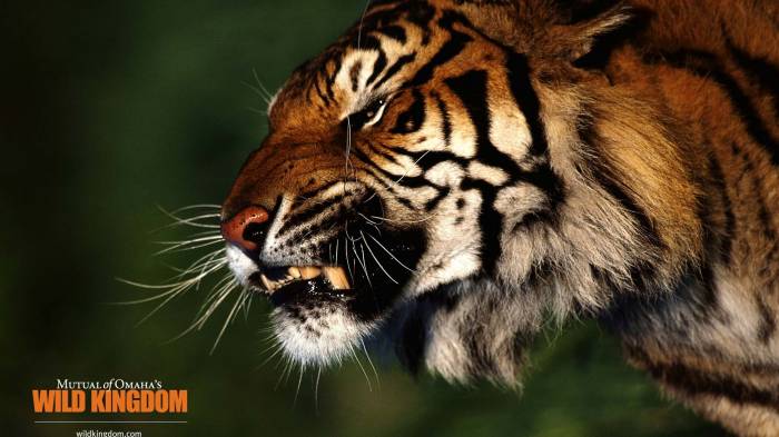 Широкоформатные обои Злой тигр, Тигр показывает оскал