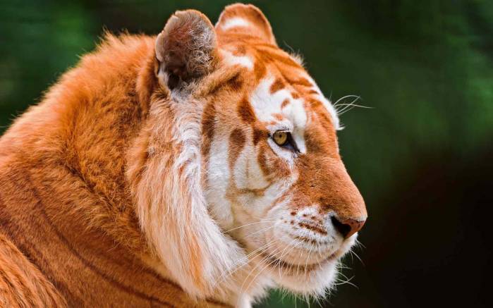 Широкоформатные обои Необычный окрас, Необычный окрас тигра