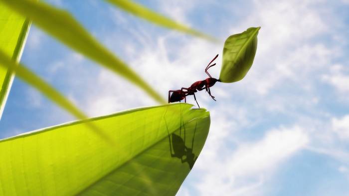 Широкоформатные обои Красный муравей, Муравей трудяга