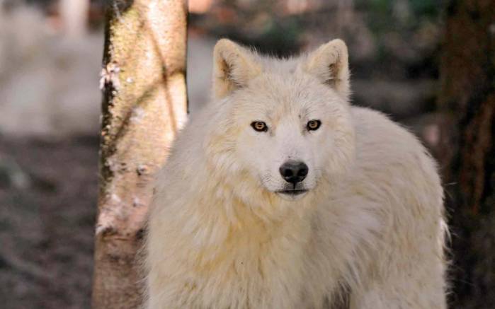 Широкоформатные обои Белый волк, Белый волк смотрит на добычу