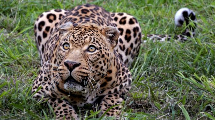 Широкоформатные обои Леопард на траве, Леопард охотится на добычу