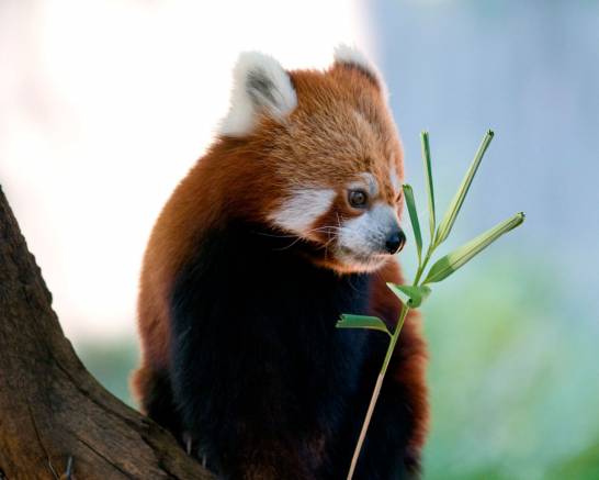 Широкоформатные обои Красная панда, Красная панда ест листочки