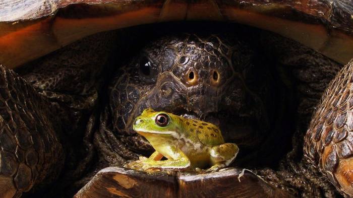 Широкоформатные обои Черепаха и лягушка, Лягушка сидит на черепахе