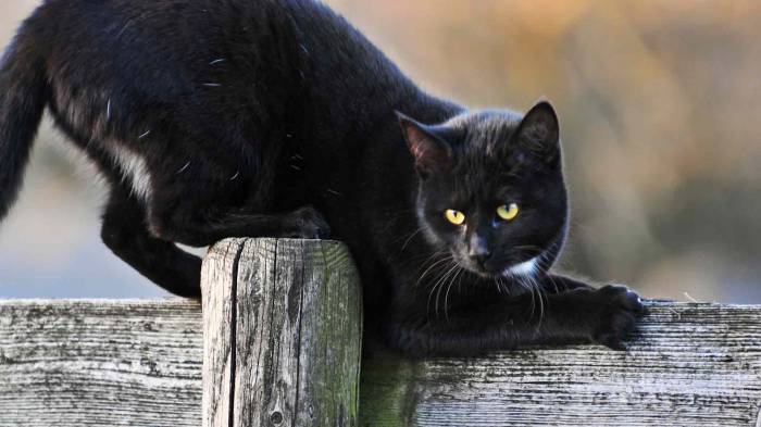 Широкоформатные обои Черная кошка, Черная кошка играет