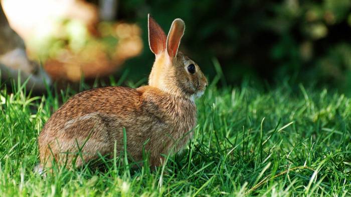 Широкоформатные обои Кролик, Кролик на траве