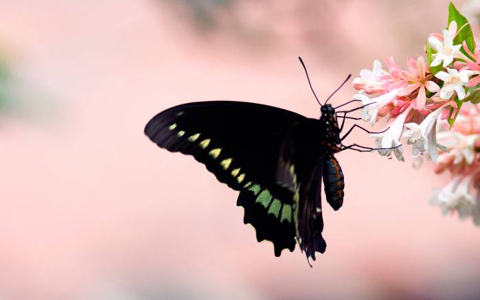 Широкоформатные обои Чёрная бабочка, Удивительная чёрная бабочка