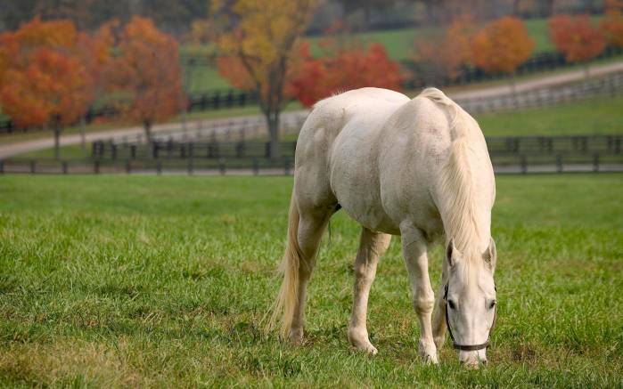 Широкоформатные обои Чистокровная лошадь, Белая элитная лошадь