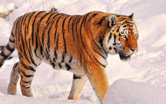 Широкоформатные обои По снегу, Тигр идет по снегу