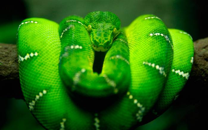 Широкоформатные обои Зеленая змея, Зеленая змея на ветке дерева