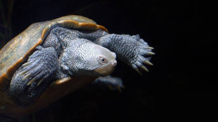 Широкоформатные обои Балтиморская черепаха, Красивое земноводное