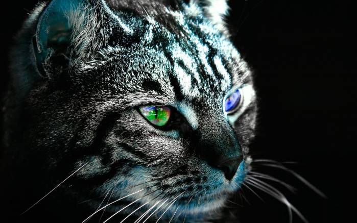 Широкоформатные обои Разноцветные глаза, Кот с разноцветными глазами