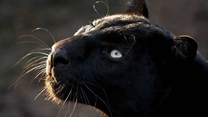 Широкоформатные обои Черный ягуар, Дикая кошка