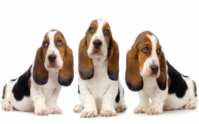 Широкоформатные обои Три грустные собаки, Три грустные собаки с висящими ушами