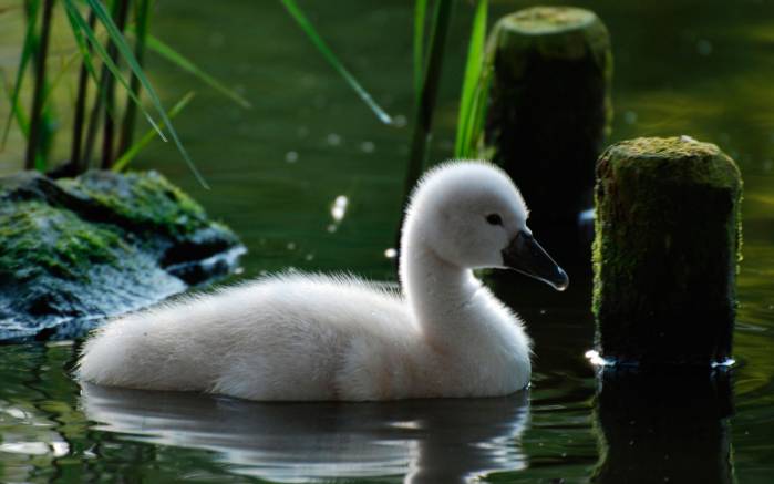 Широкоформатные обои Маленький лебедь, Пушистый малыш на озере