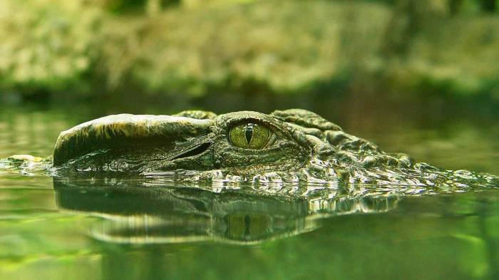 Широкоформатные обои Глаз крокодила, Глаз крокодила над водой