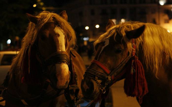 Широкоформатные обои Две лошади ночью, Ночные лошади