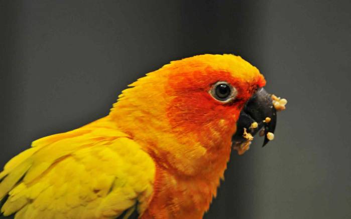 Широкоформатные обои Желто-красный попугай, Желто-красный попугай кушает