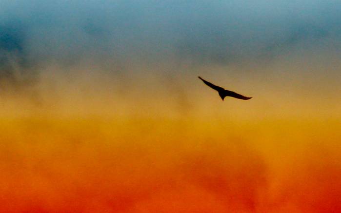 Широкоформатные обои Летящая птица, Птица в колумбийском небе