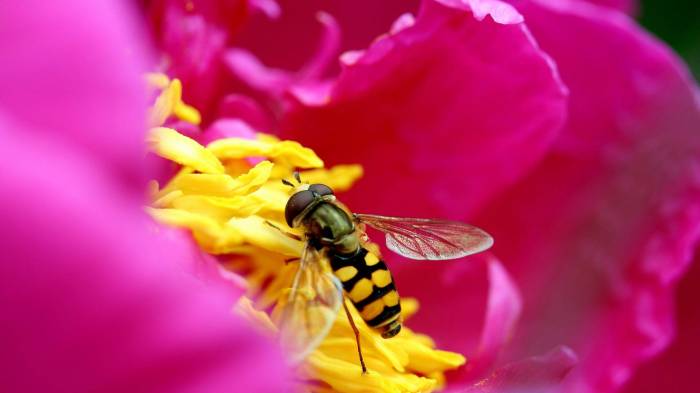 Широкоформатные обои Пчелка - работница, Пчела опыляет цветок