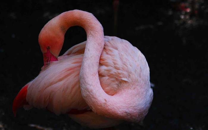 Широкоформатные обои Фламинго спит, Фламинго спит сгруппировавшись