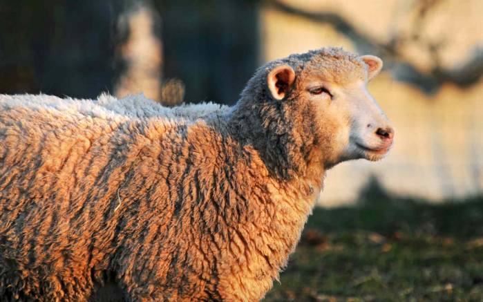 Широкоформатные обои Овца в профиль, Овца в профиль греется на солнце