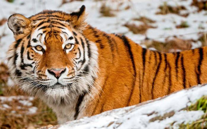 Широкоформатные обои Тигр в снегу, Тигр в снегу