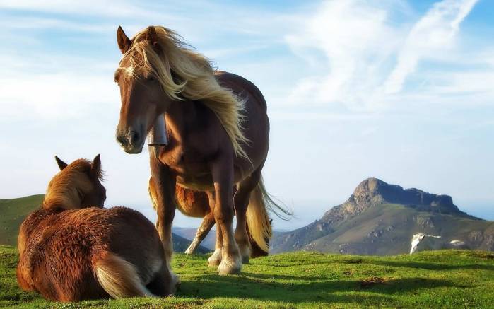 Широкоформатные обои Лошадь с жеребятами, Красивая лошадь с жеребенком