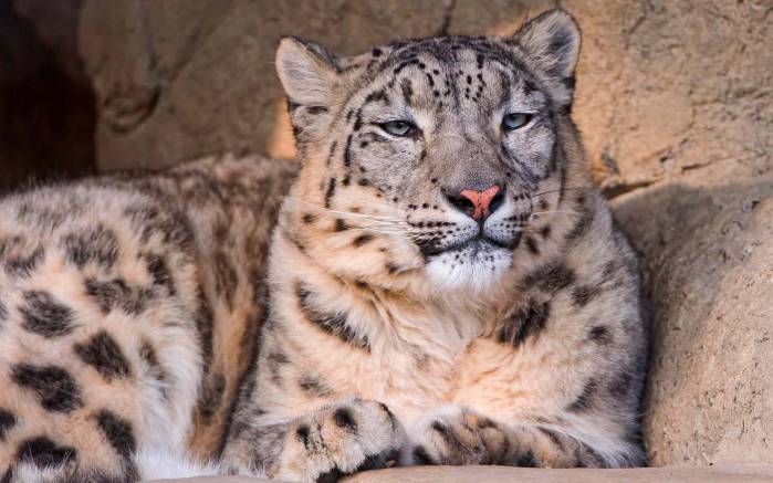 Широкоформатные обои Леопард, Снежный леопард отдыхает