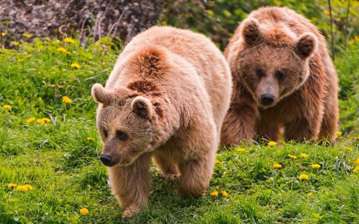 Широкоформатные обои Два медведя, Два медведя на прогулке