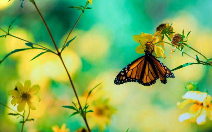Широкоформатные обои Бабочка Монарх, Золотая бабочка на фоне природы
