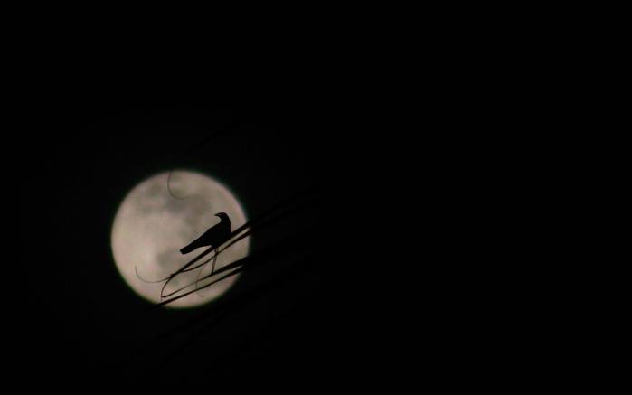 Широкоформатные обои Лунная ночь, Птица на фоне полной луны