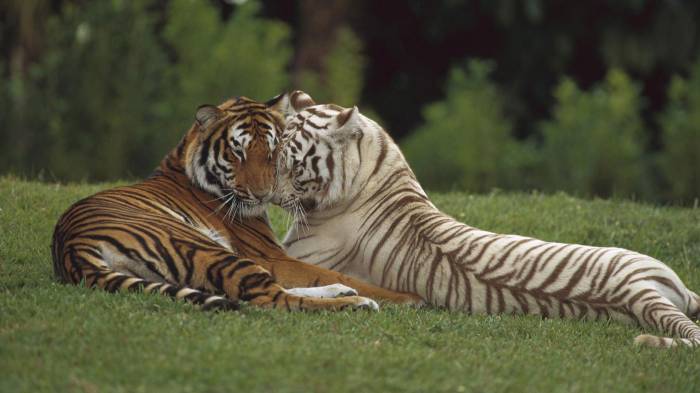 Широкоформатные обои Разновидность тигров, Тигры на траве