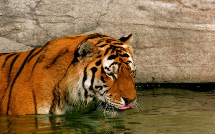 Широкоформатные обои Тигр в воде, Тигр пьет воду
