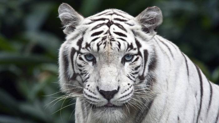 Широкоформатные обои Белый тигр, Милый белый тигр