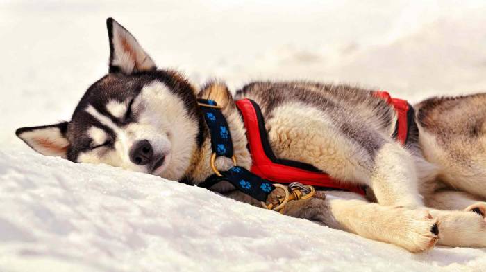Широкоформатные обои Гончая собака, Гончая собака отдыхает на снегу