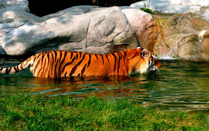 Широкоформатные обои Плавающий тигр, Тигр, принимающий ванну