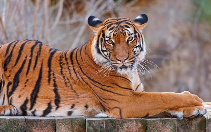 Широкоформатные обои Осанка тигра, Осанка лежащего тигра