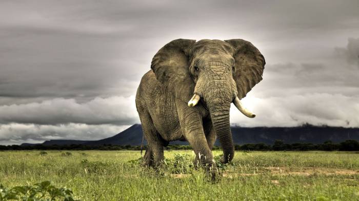 Широкоформатные обои Восхитительный слон, Обитатель саванны