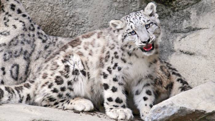 Широкоформатные обои Белый леопард, Детеныш белого леопарда