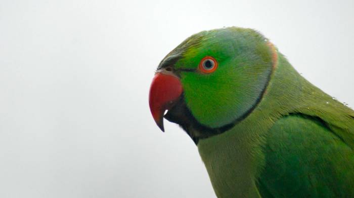 Широкоформатные обои Зеленый попугай, Снимок крупным планом попугая