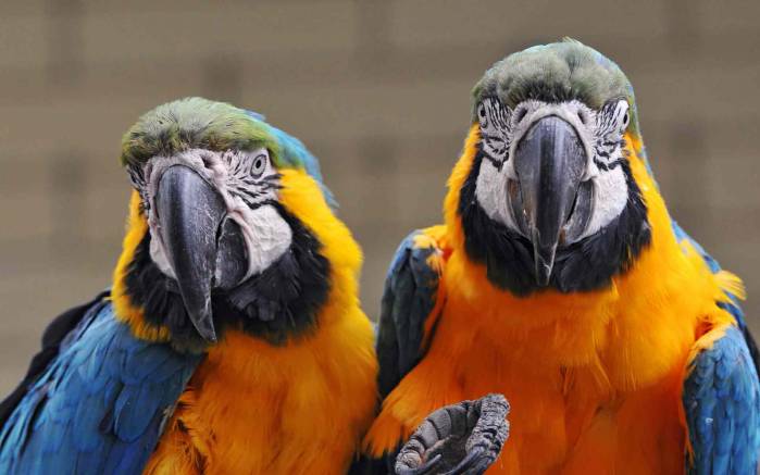 Широкоформатные обои Два попугая, Два разноцветных попугая