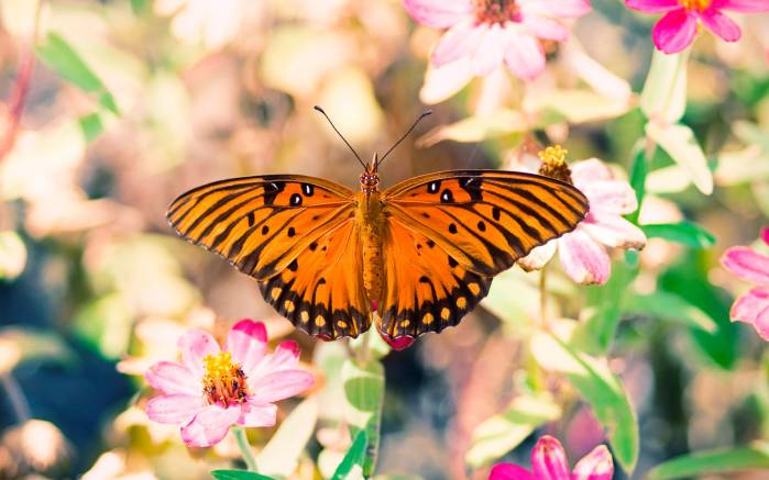 Широкоформатные обои Жёлтая красавица, Удивительная бабочка с расправленными крылышками