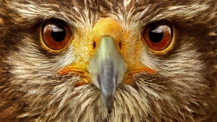 Широкоформатные обои Глаза орла, Большие глаза орла