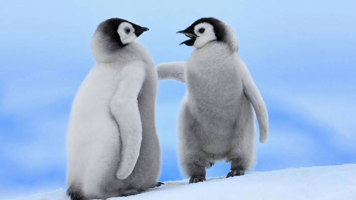 Широкоформатные обои Пингвины - малыши, Пингвины - малыши на прогулке