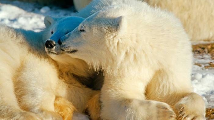 Широкоформатные обои Полярная любовь, Семья полярных медведей