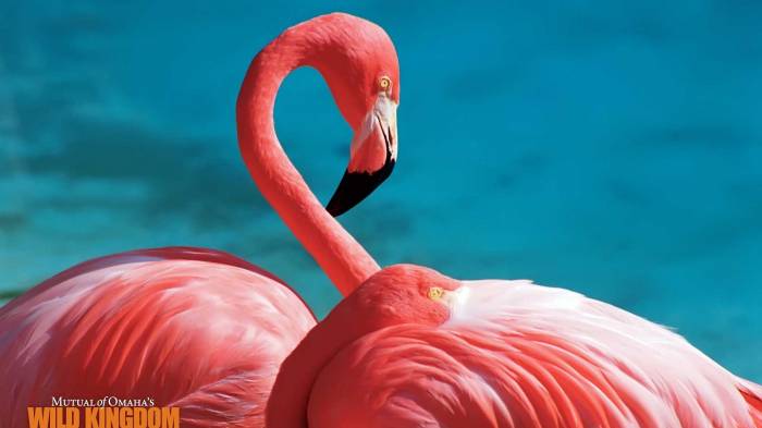Широкоформатные обои Влюбленные фламинго, Пара фламинго на воде