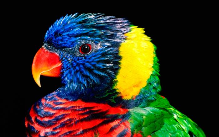 Широкоформатные обои Разноцветный попугай, Яркий разноцветный попугай