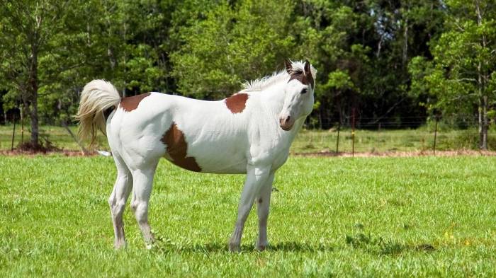 Широкоформатные обои Пятнистая лошадь, Белая лошадь с коричневыми пятнами